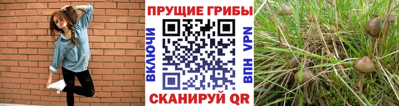 сколько стоит  Белёв  Псилоцибиновые грибы GOLDEN TEACHER 